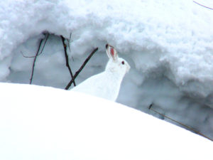 雪の中に潜む野生のウサギ写真