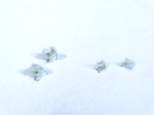 雪に残されたウサギの足跡写真