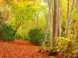 秋のブナ林の散策道
