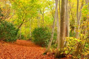 森の中に続く落ち葉の道