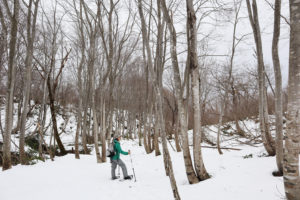 雪の森をスノーシューで歩く