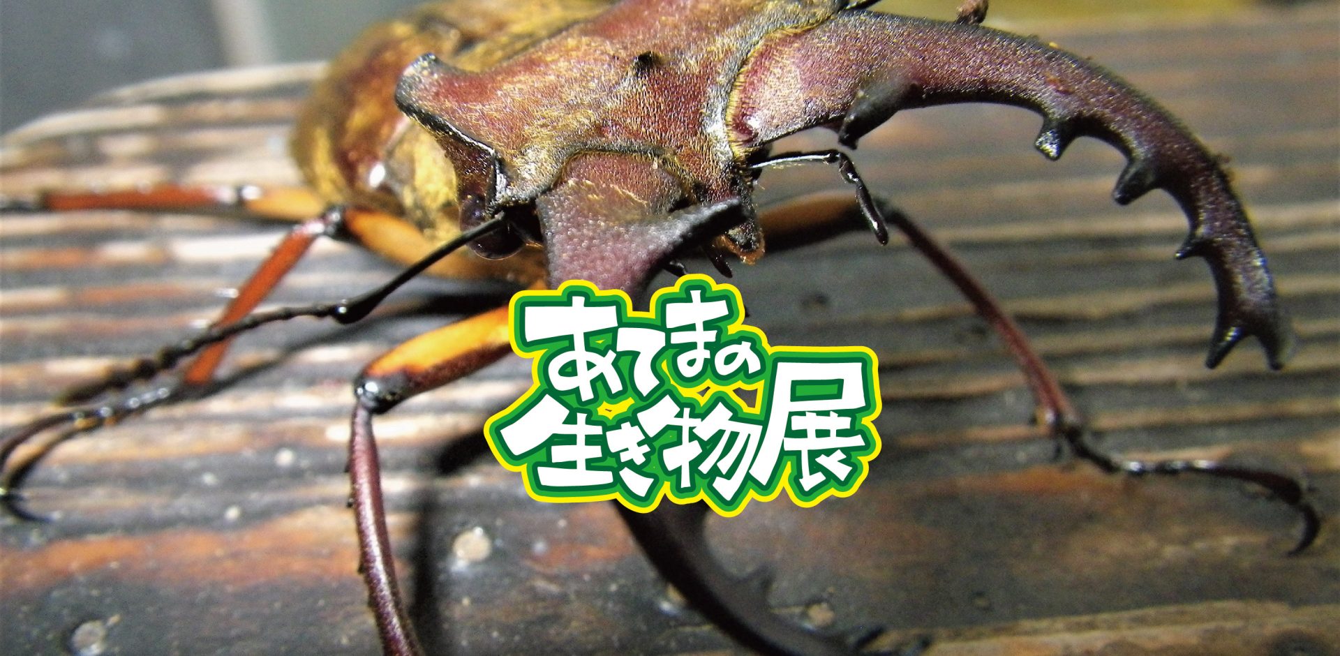 あてま 森と水辺の教室 ポポラ｜新潟県 自然体験