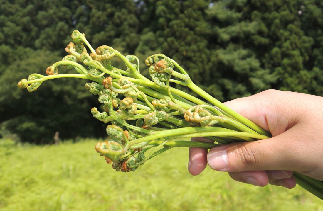 【雪国の山菜フキ・ワラビを採る】<br />
旬の山菜採り