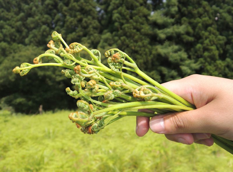 【雪国の山菜フキ・ワラビを採る】旬の山菜採り