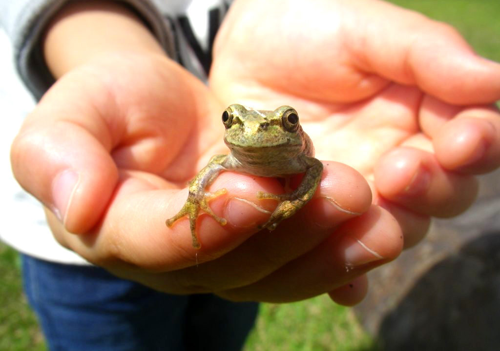 【家族で生き物探し体験】<br />
いきもの探検隊